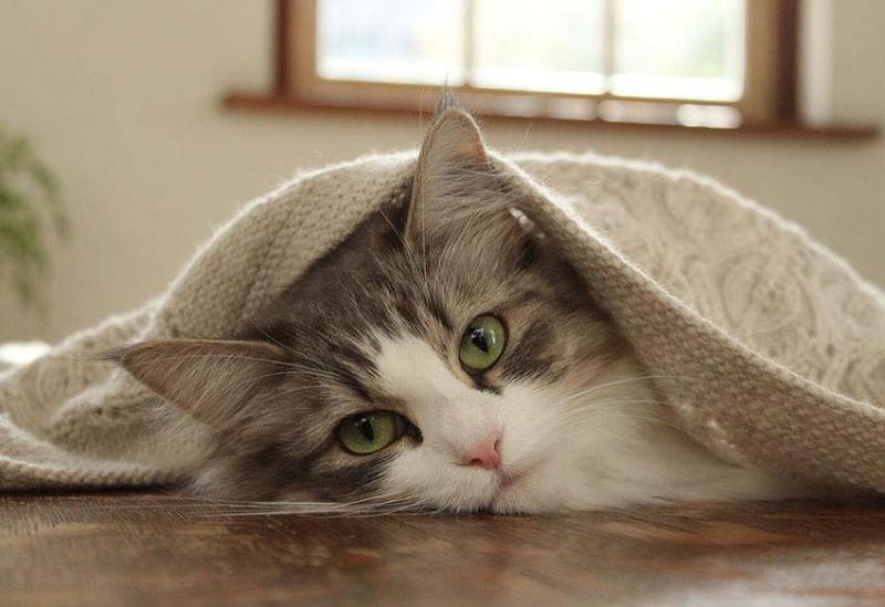 Máy ảnh Canon EOS 3000D (Body Only) | Chính hãng Máy ảnh Canon EOS 3000D (Body Only) | Chính hãng