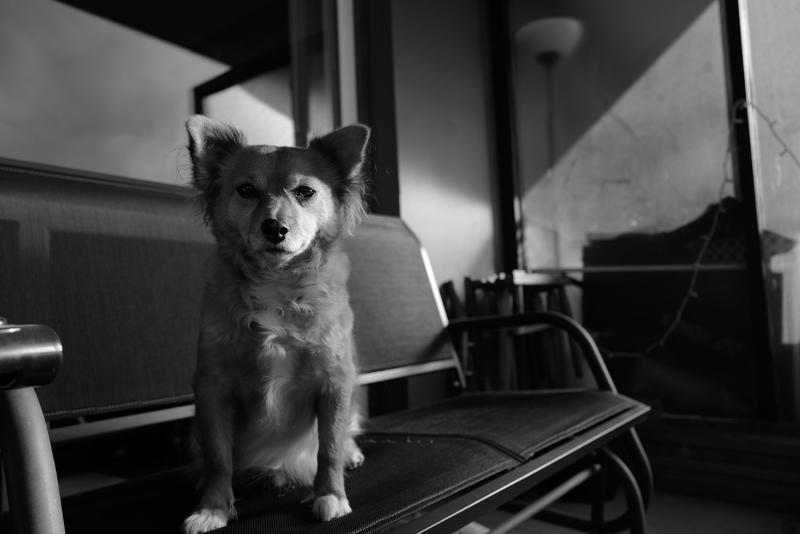 Máy ảnh Leica Q2 Monochrom Máy ảnh Leica Q2 Monochrom