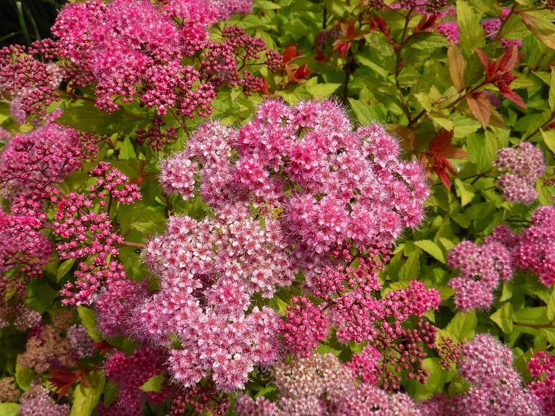 Máy ảnh Fujifilm FinePix XP130 (White) | Chính Hãng