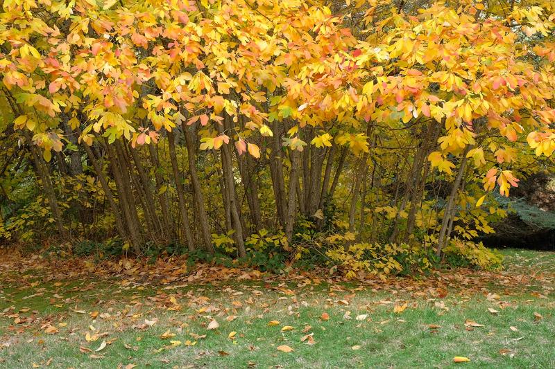 Máy ảnh Fujifilm X-T2 (Body Only) | Chính hãng