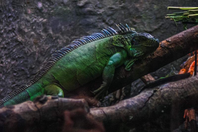 MÁY ẢNH CANON EOS KISS X2