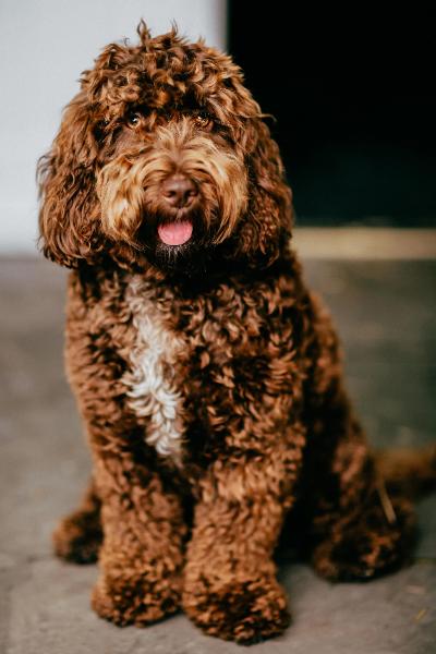 MÁY ẢNH CANON EOS-1DS MARK II DIGTAL