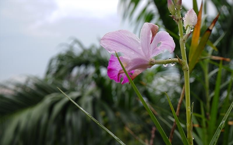 Máy ảnh Fujifilm X-A20