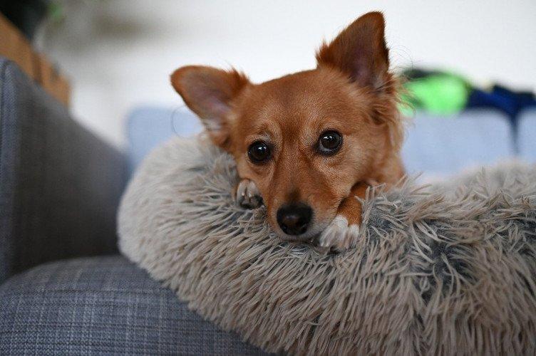 Máy ảnh Nikon Z6 II NHẬP KHẨU