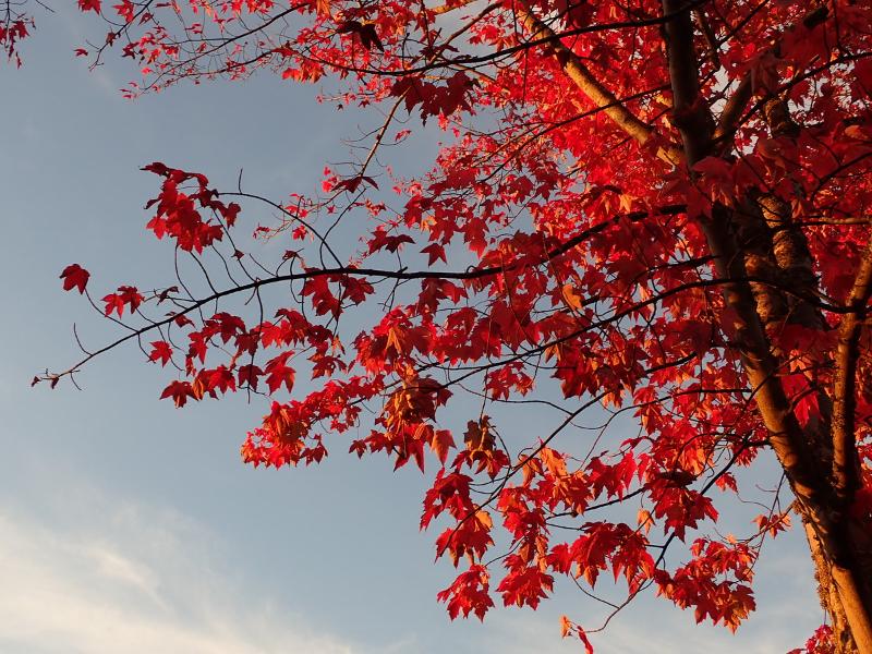 Máy ảnh Olympus OM-D E-M10 Mark IV (Body Black)