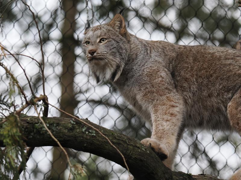 Máy ảnh OM SYSTEM OM-1 Mark II