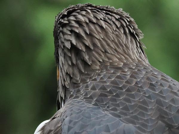 Máy ảnh OM SYSTEM OM-1 Mark II Body (Black)