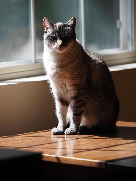 Máy ảnh OM SYSTEM OM-5 Mark II Body Black