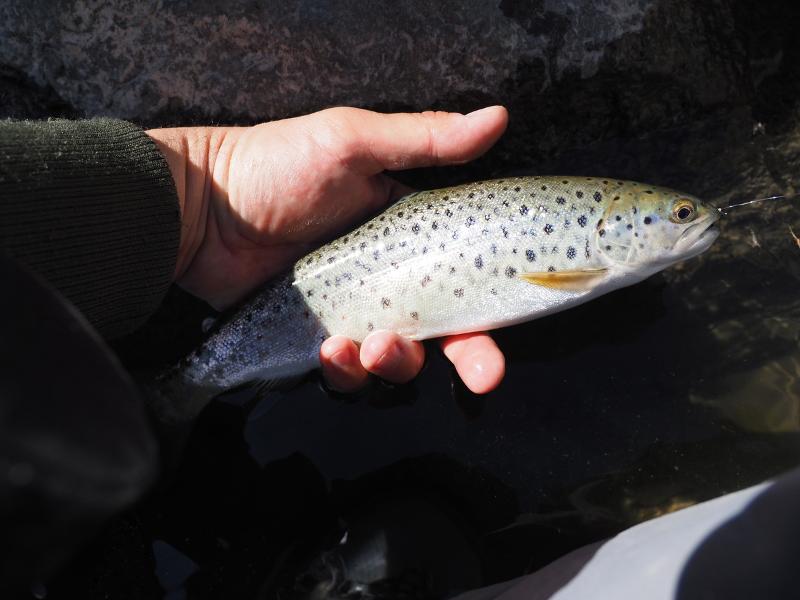 Máy ảnh OM-D E-M10 Mark IV 14-42mm EZ Kit Black