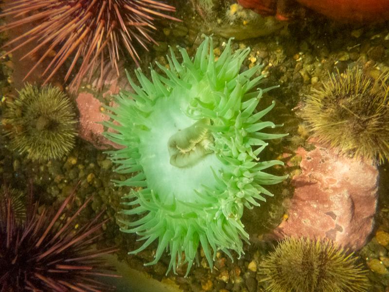 Máy ảnh Olympus Tough TG-7 Black