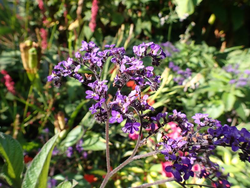 Máy ảnh Olympus Tough TG-7 Black