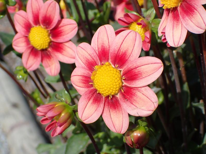 Máy ảnh Olympus Tough TG-7 Black