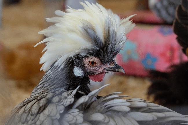 Máy ảnh Nikon Z50 Mark II kèm Lens Nikon Z DX 16-50mm F3.5-6.3 VR