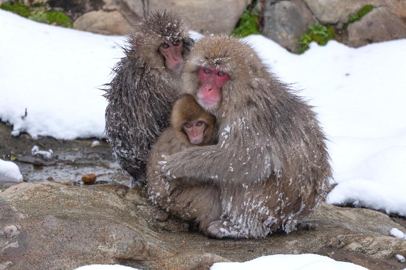 Máy ảnh Panasonic Lumix S5 Mark II X